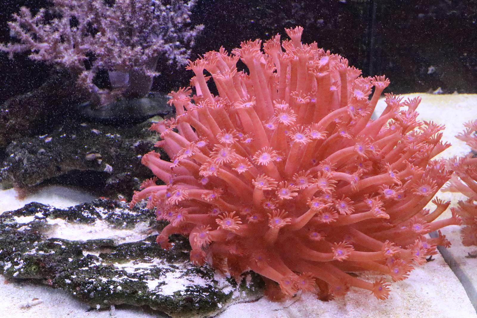 Boulogne sur Mer (14)