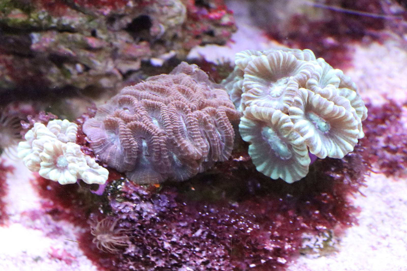 Boulogne sur Mer (16)