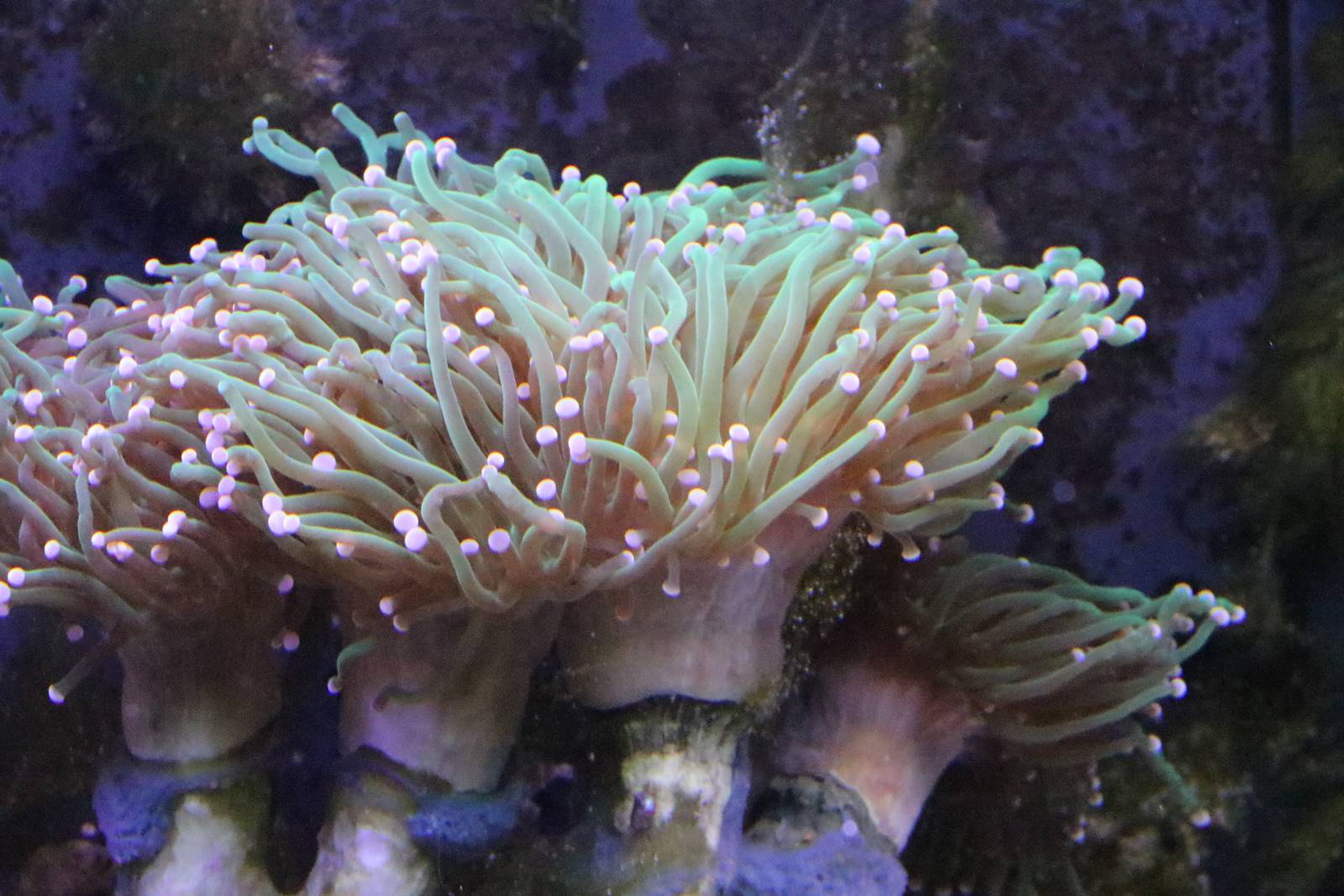 Boulogne sur Mer (20)