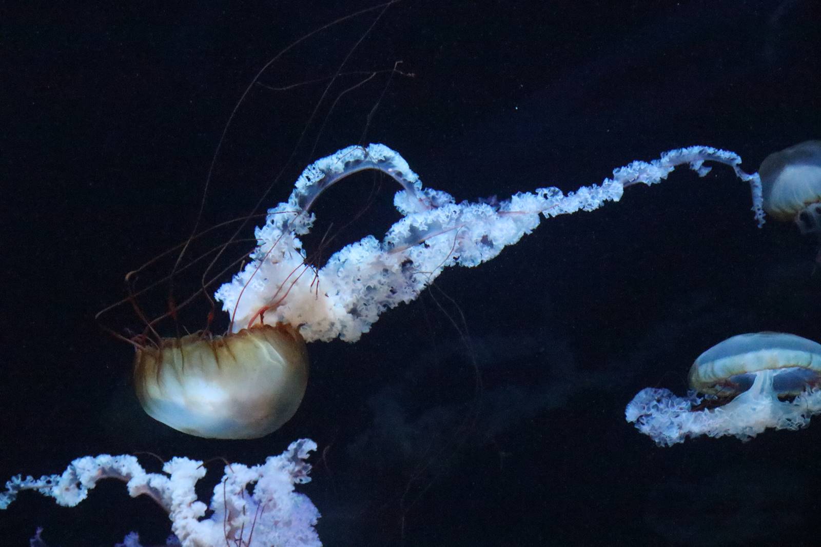 Boulogne sur Mer (3)