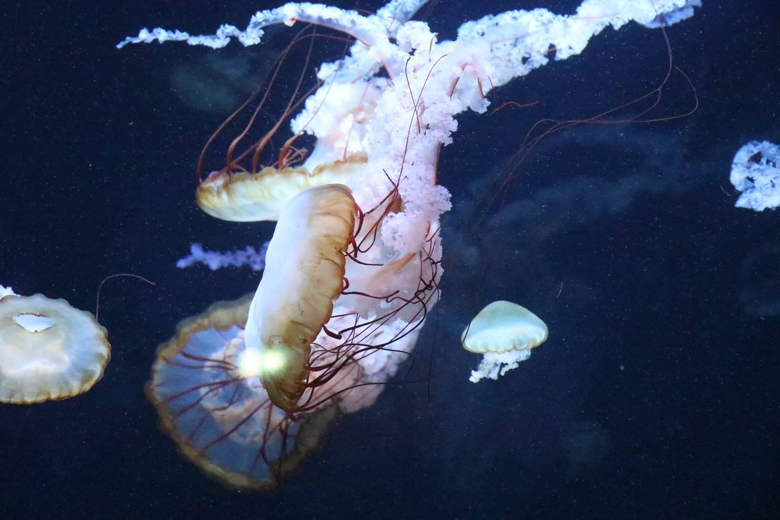 Boulogne sur Mer (4)