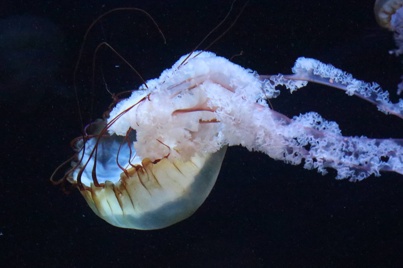 Boulogne sur Mer (6)