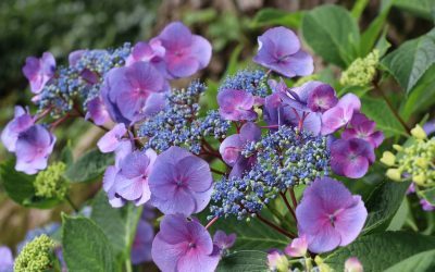 La vogue des hortensias