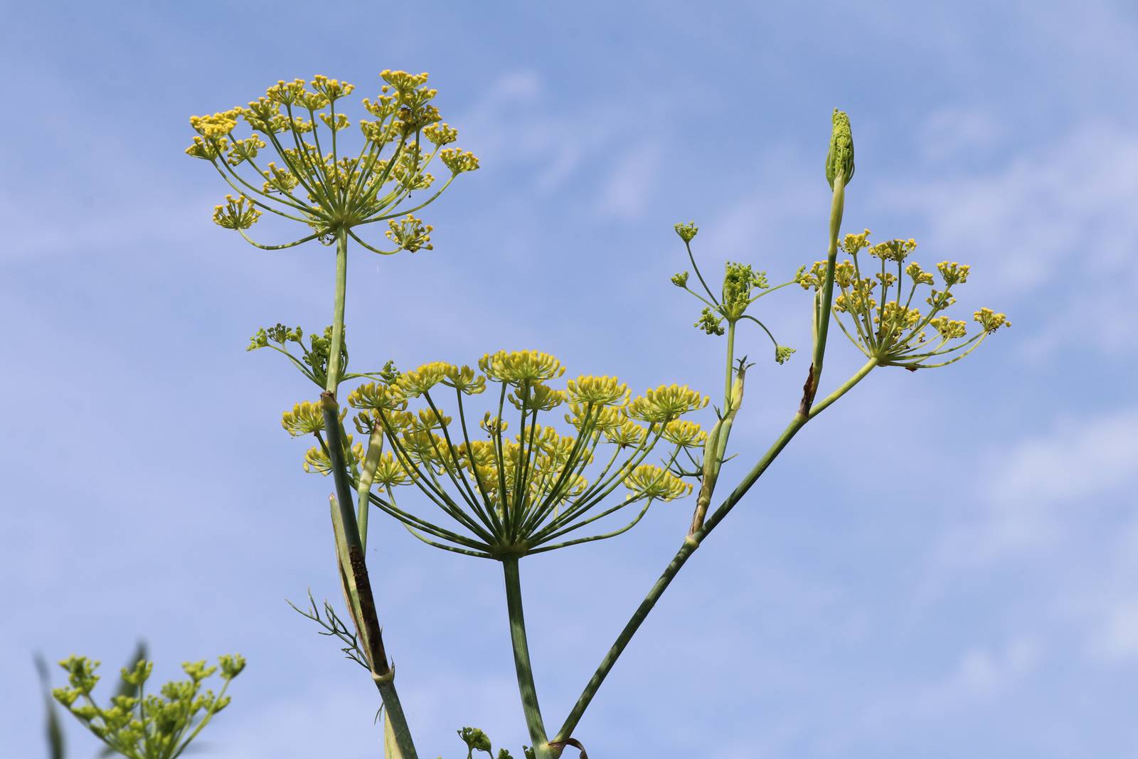 St Valery sur Somme (15)