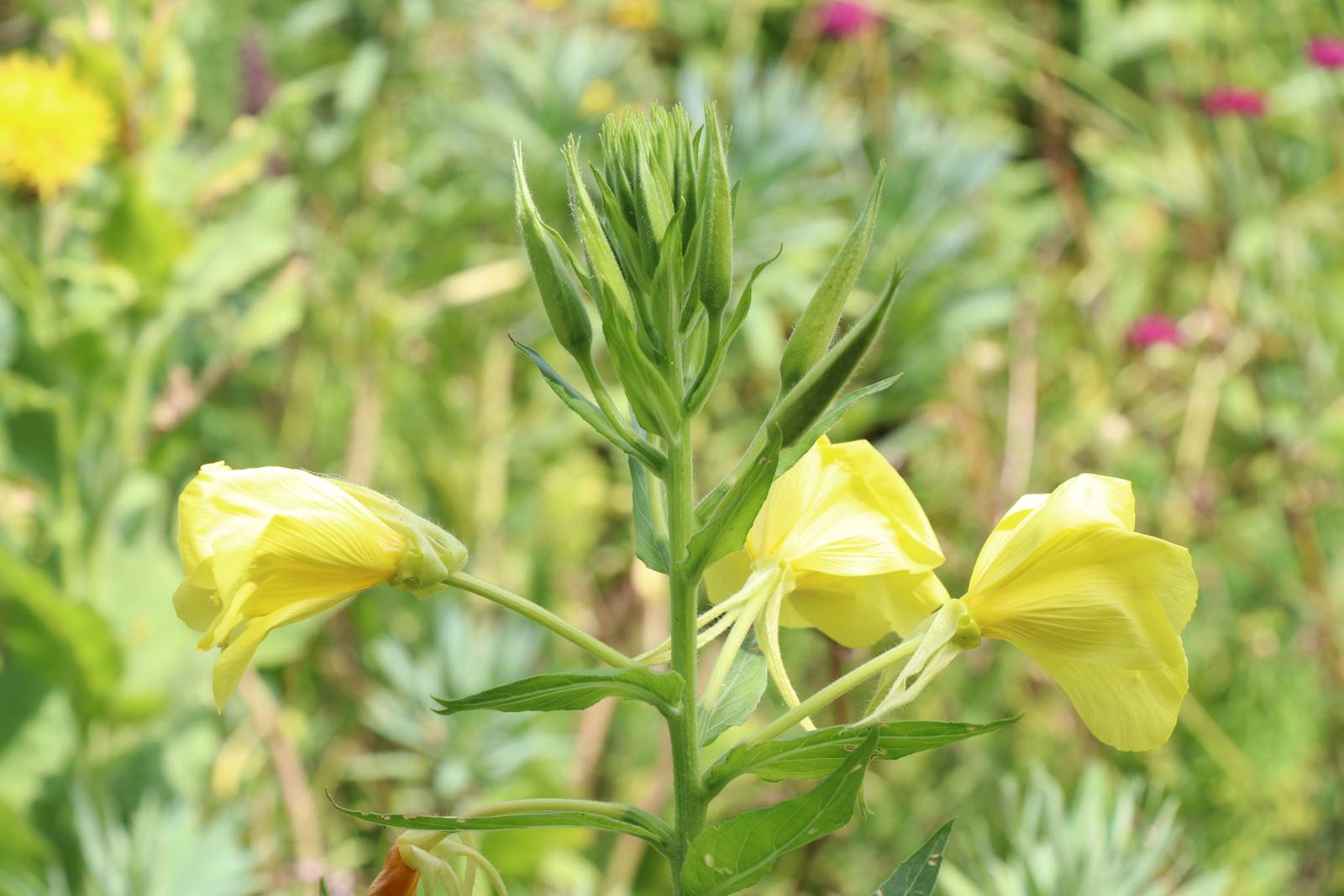 St Valery sur Somme (19)