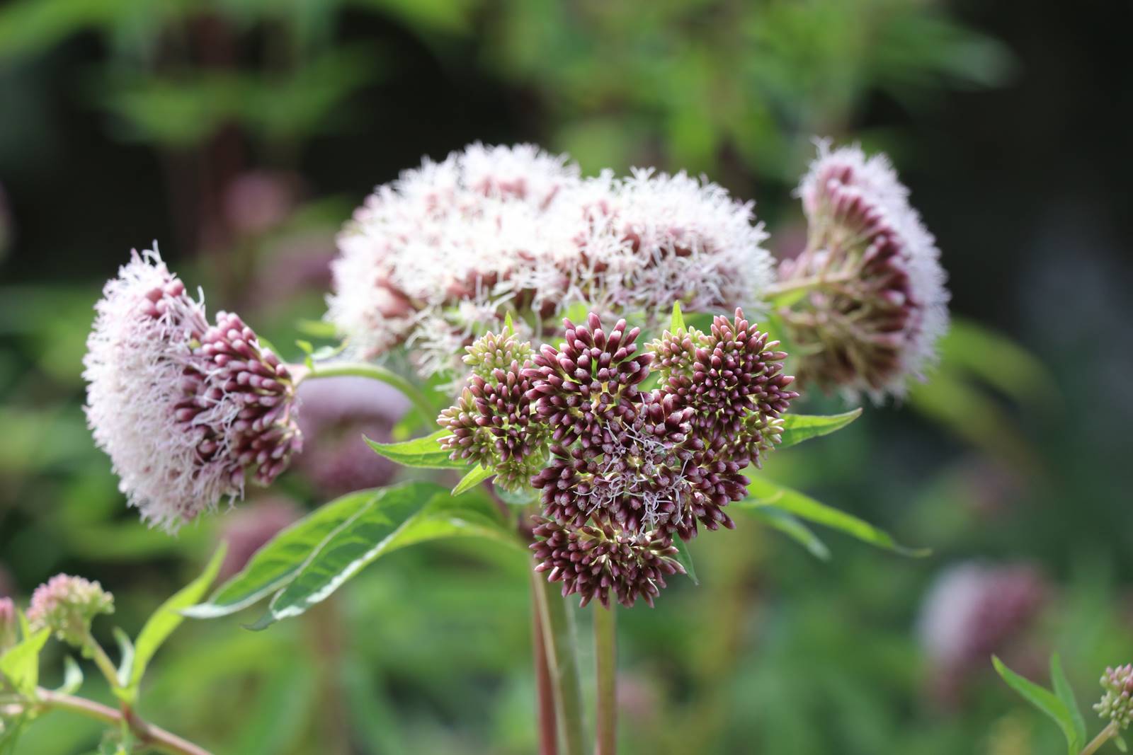 St Valery sur Somme (31)