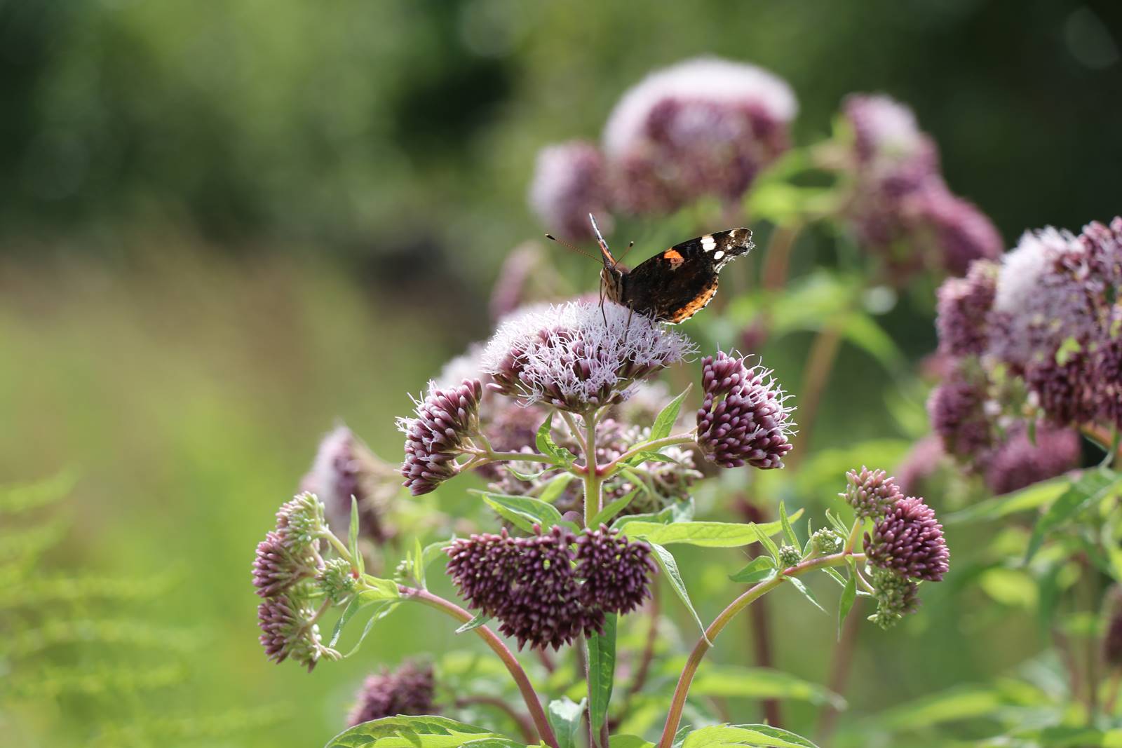 St Valery sur Somme (32)