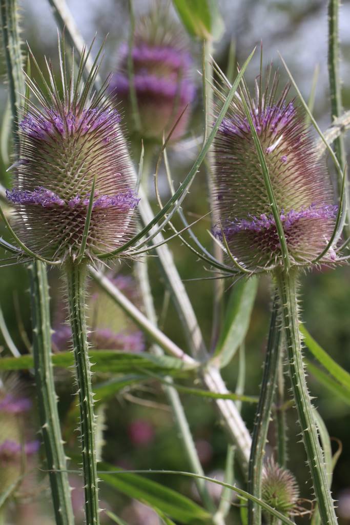 St Valery sur Somme (35)