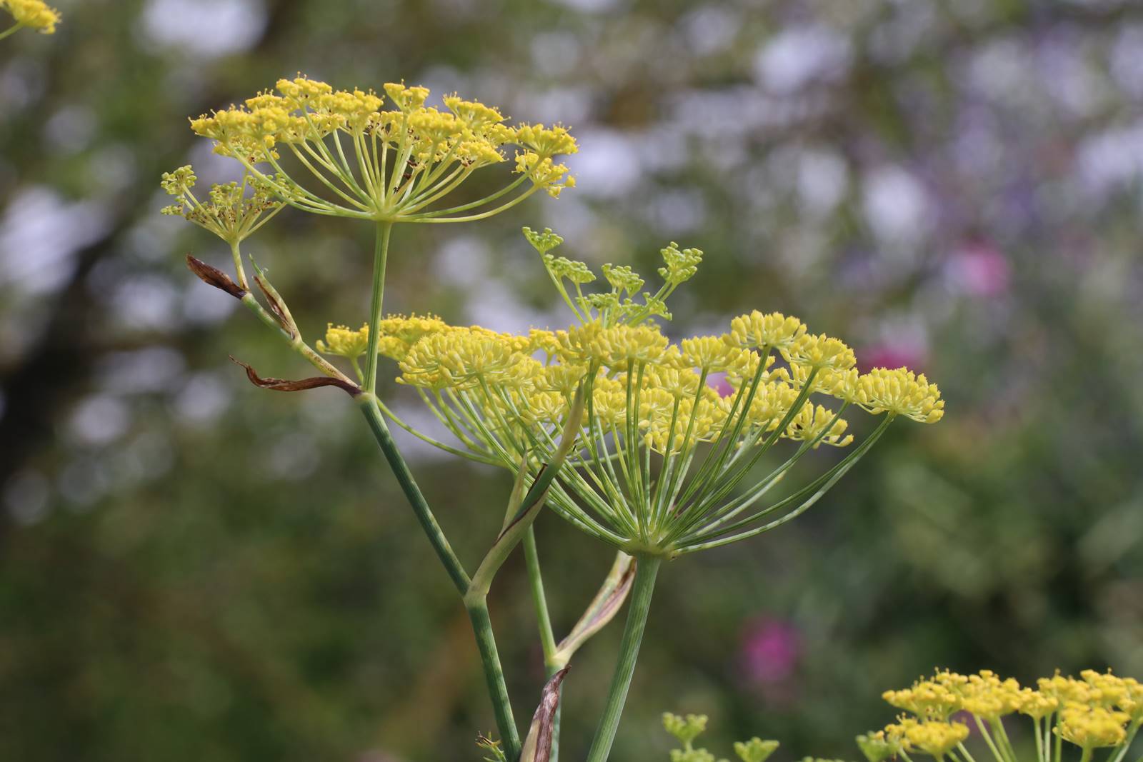 St Valery sur Somme (36)