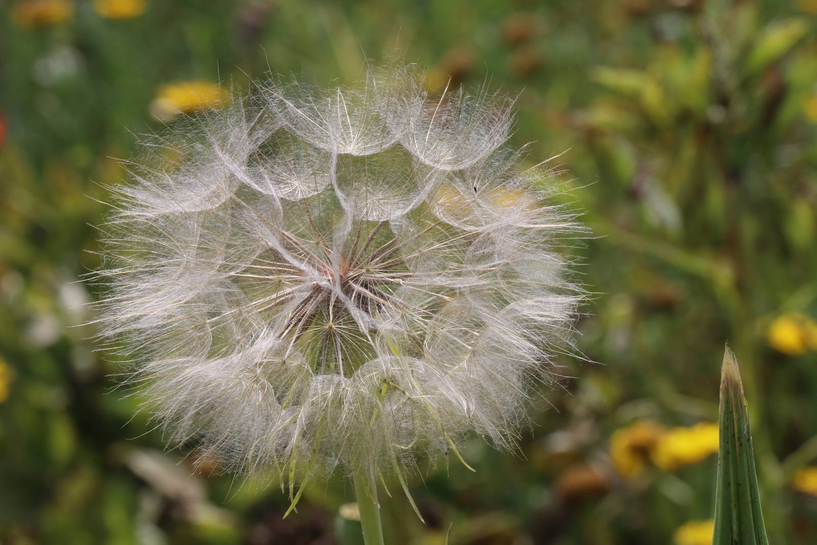 St Valery sur Somme (37)