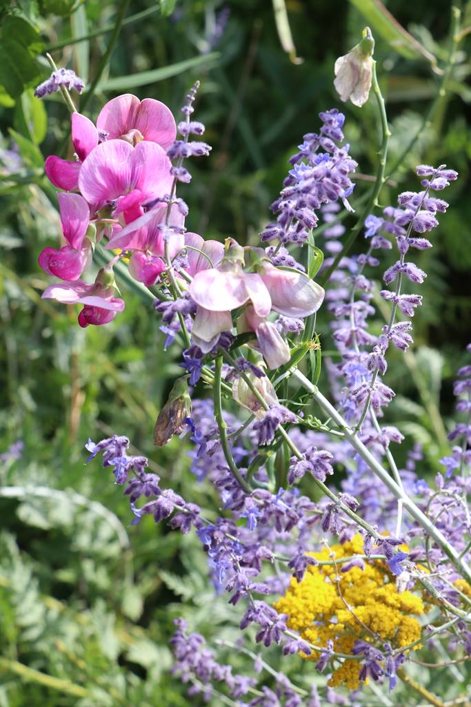 St Valery sur Somme (38)