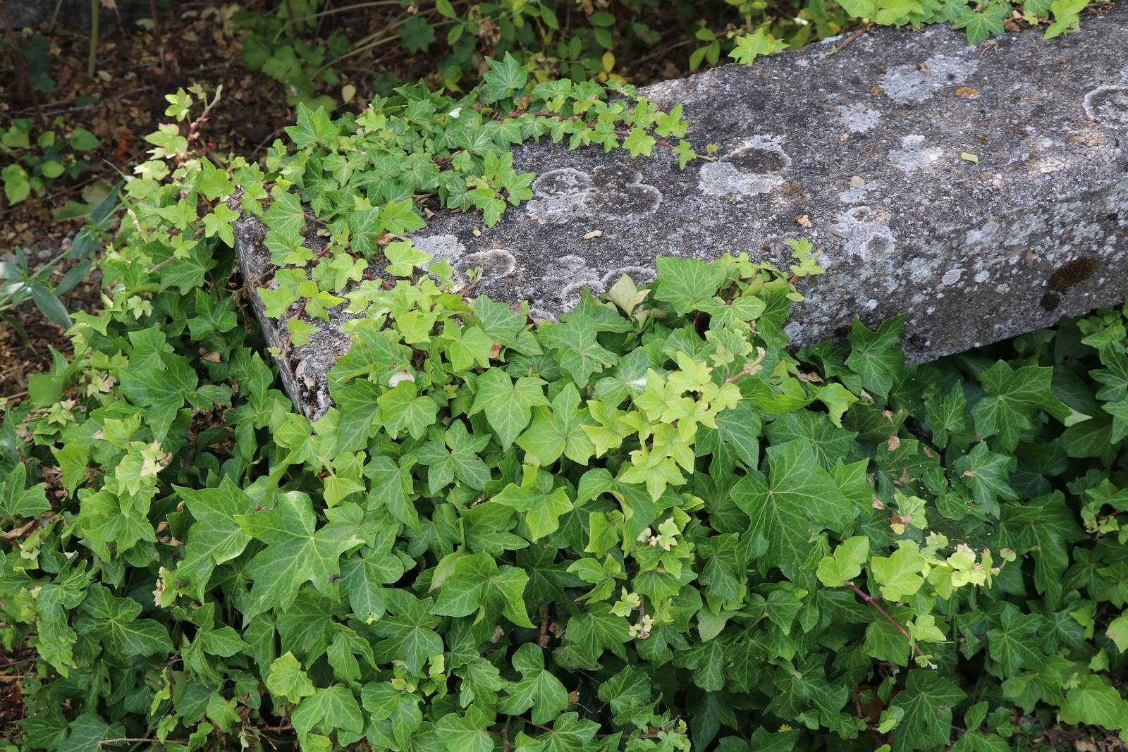 St Valery sur Somme (39)