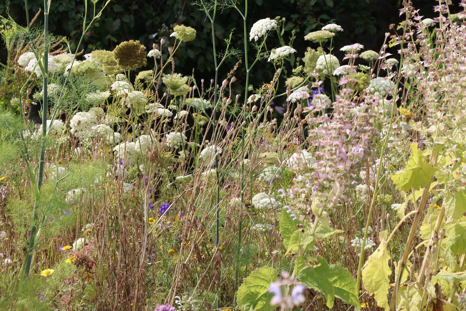 St Valery sur Somme (44)