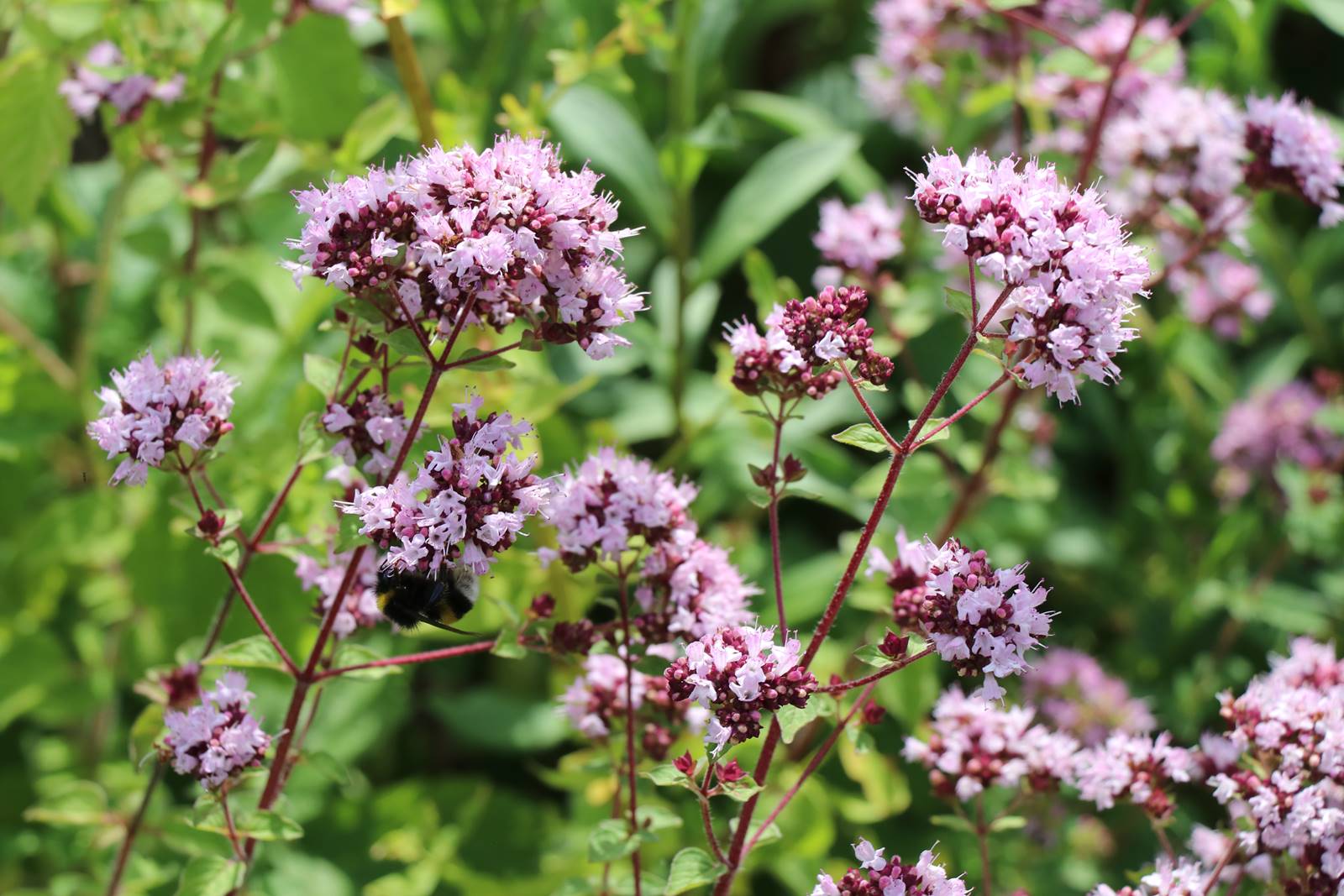 St Valery sur Somme (46)