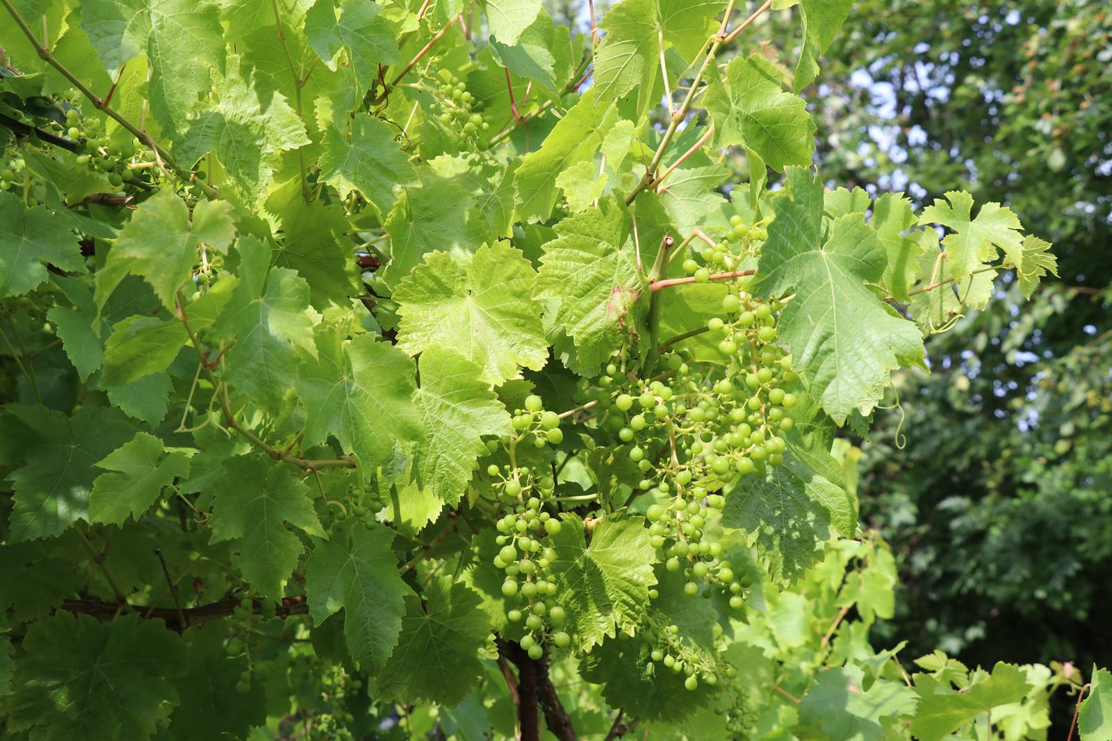 St Valery sur Somme (47)