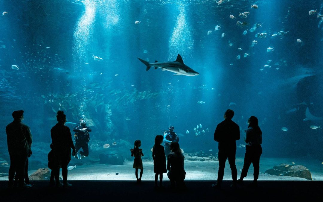 Nausicaa, l&rsquo;appel de l&rsquo;océan