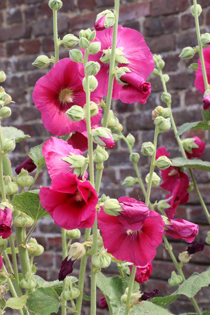 Herbarium St Valery (1)