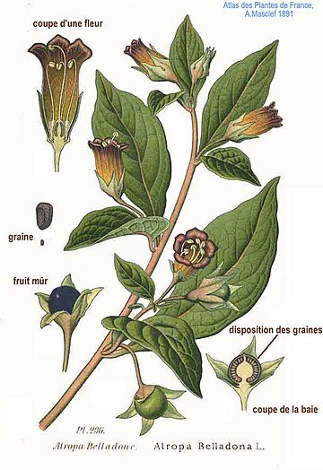 Atropa belladona