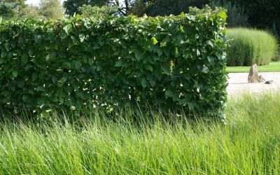Quelle haie pour mon jardin?