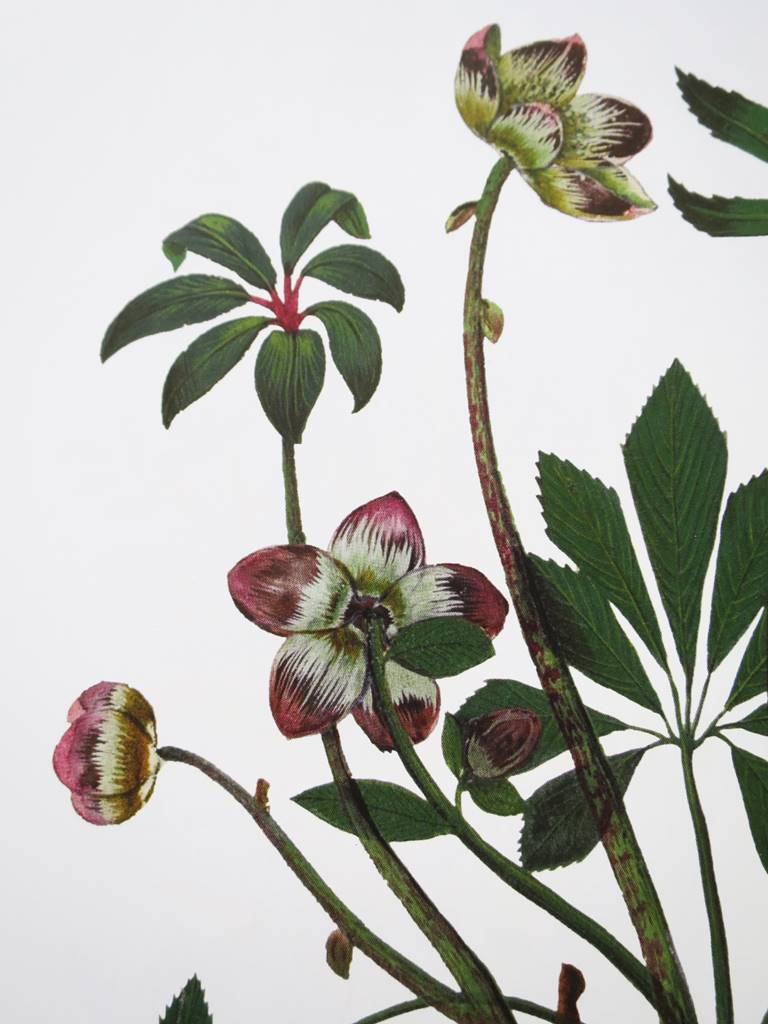 Hellebore
