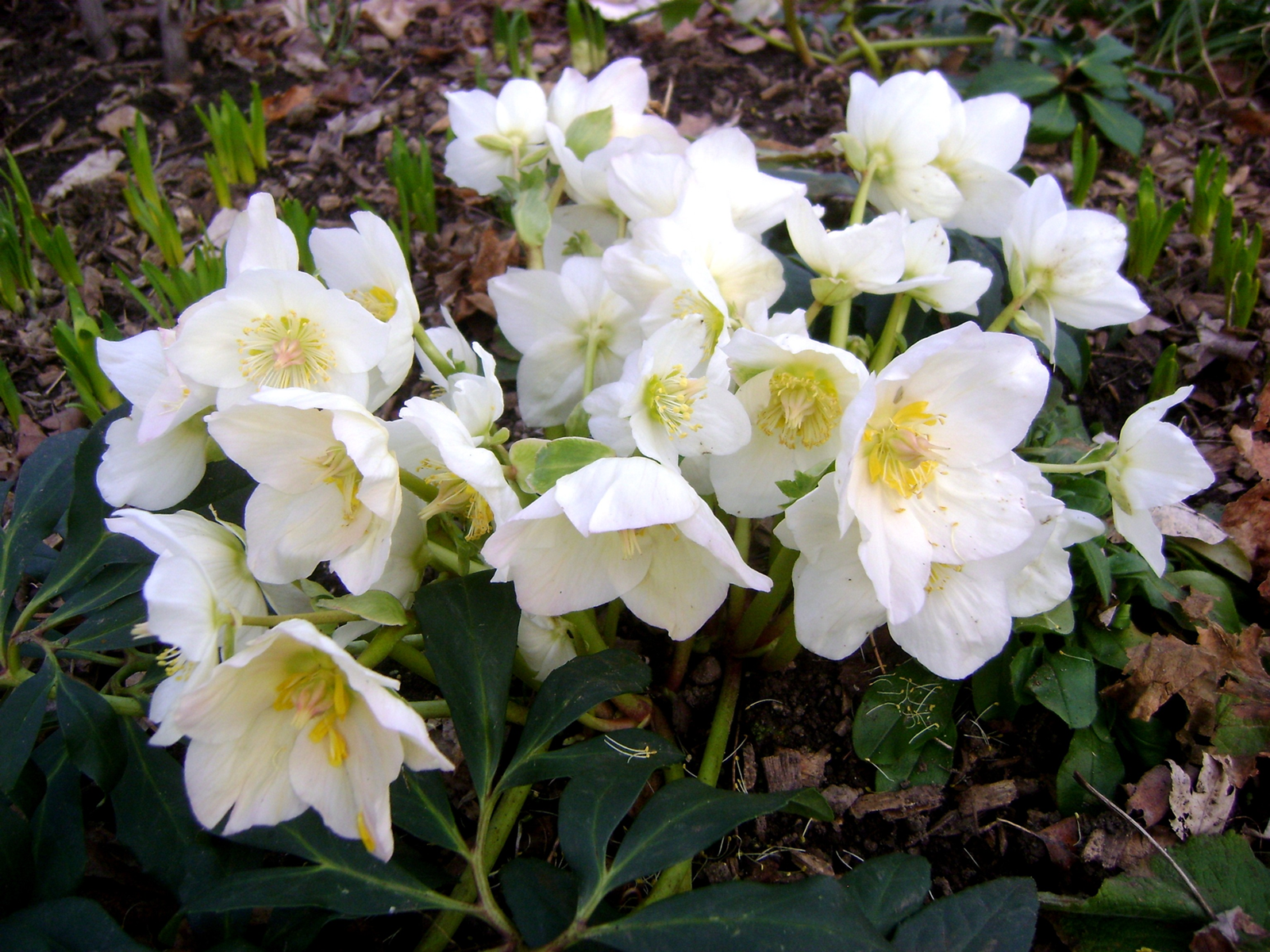 Helleborus niger Helleborus niger