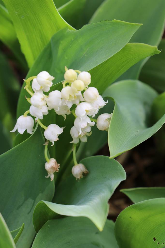 Muguet Muguet