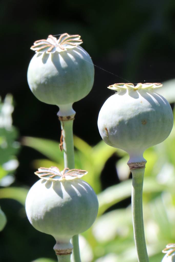 Papaver somniferum Papaver somniferum