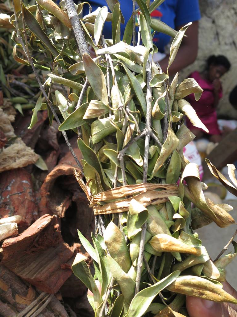 Plantes médicinales Madagascar (2)