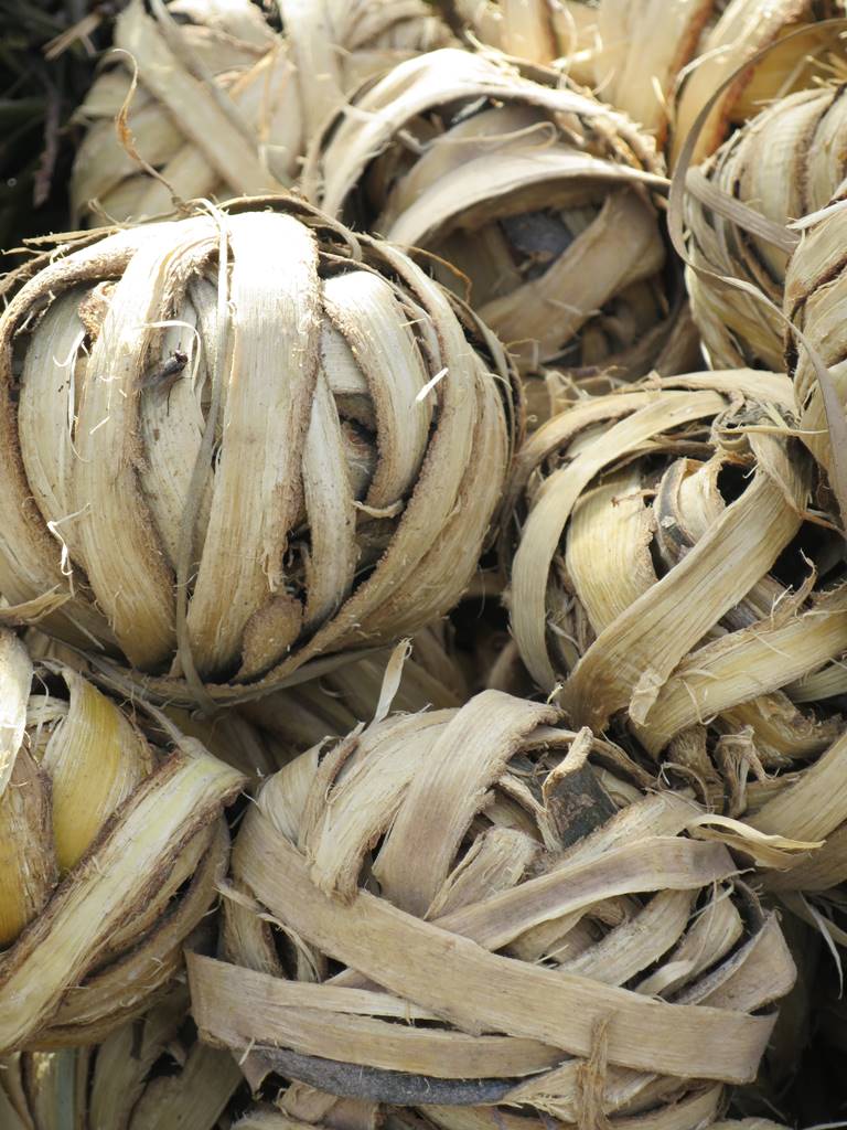 Plantes médicinales Madagascar (4)