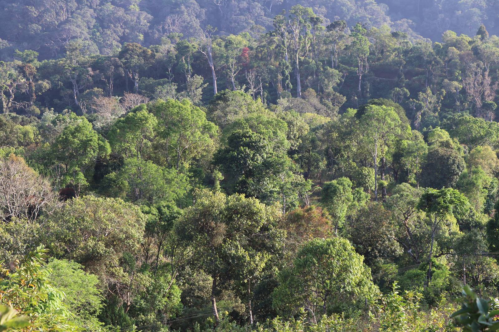 Kerrala montagnes (14)