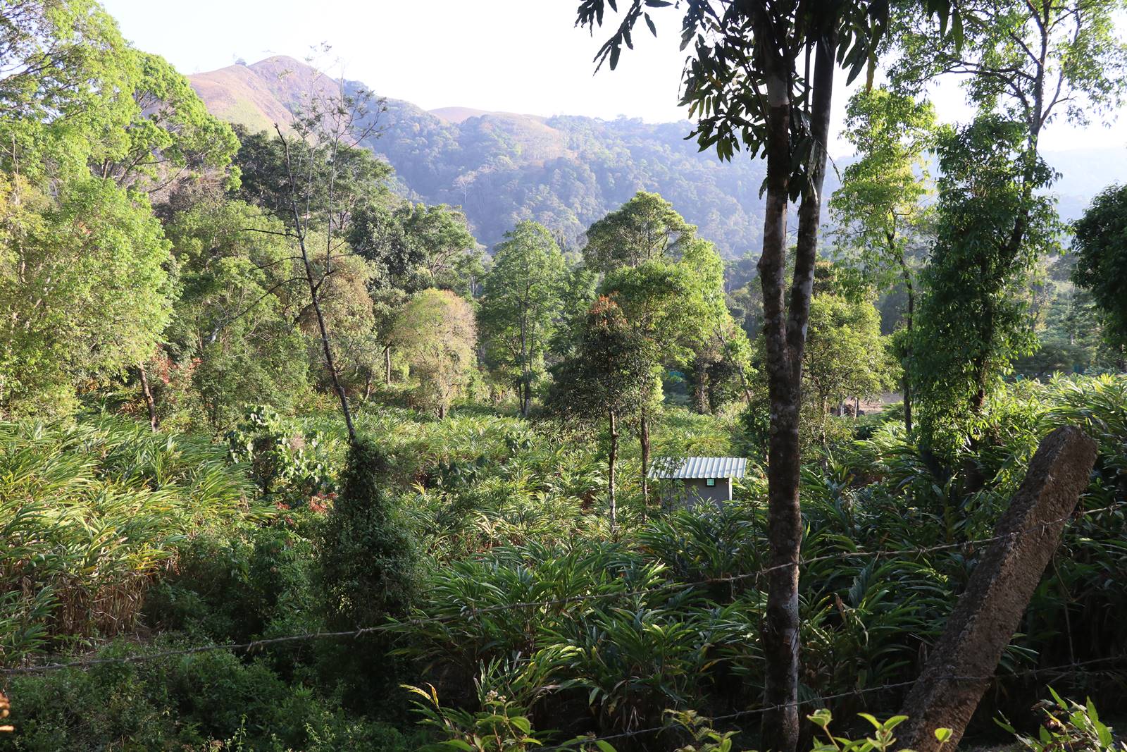 Kerrala montagnes (16)