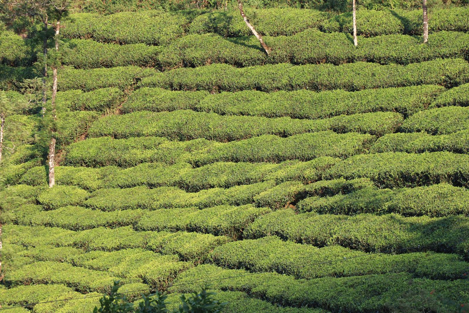 Kerrala montagnes (18)