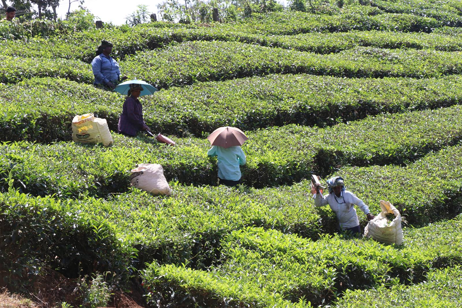 Kerrala montagnes (19)