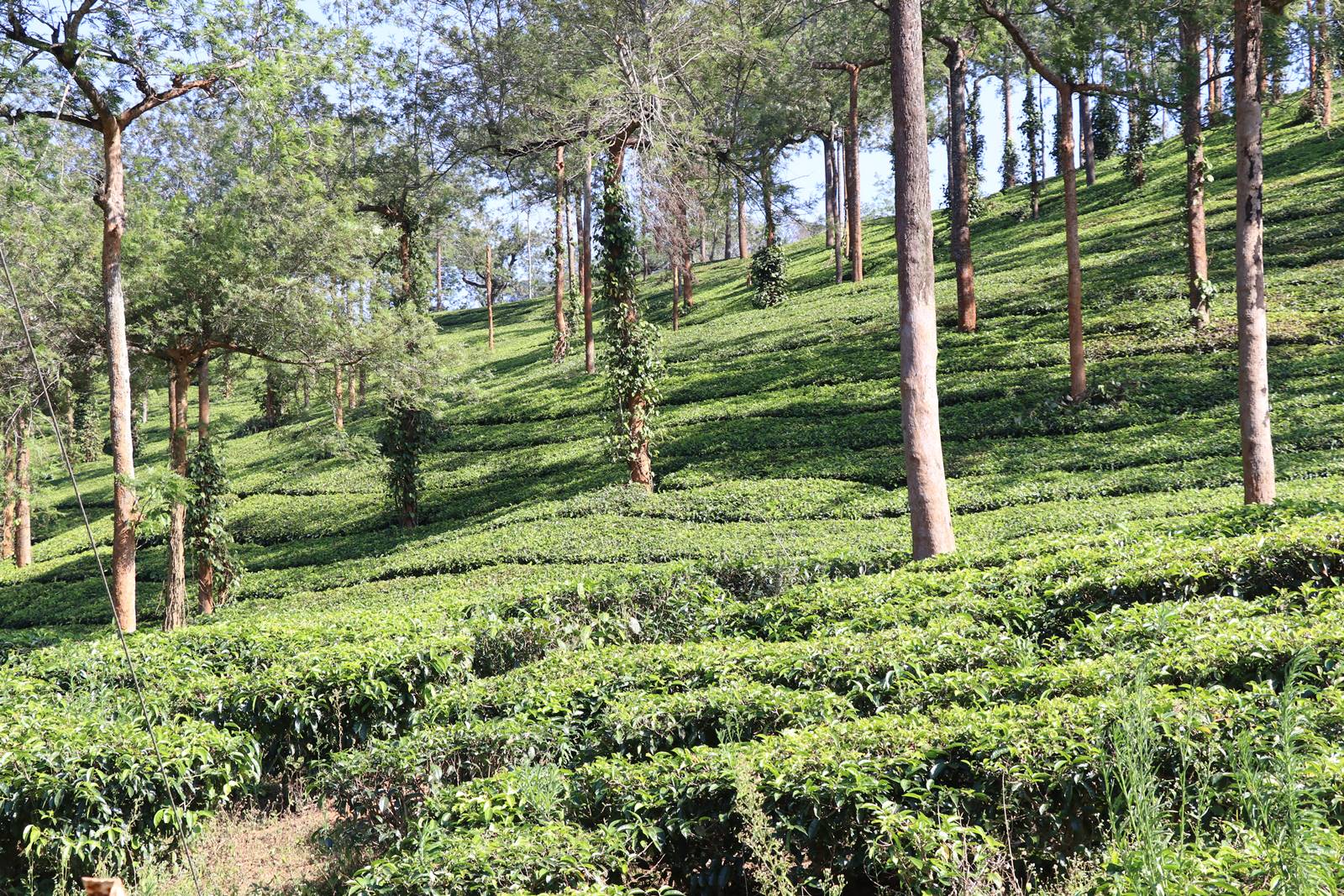 Kerrala montagnes (20)