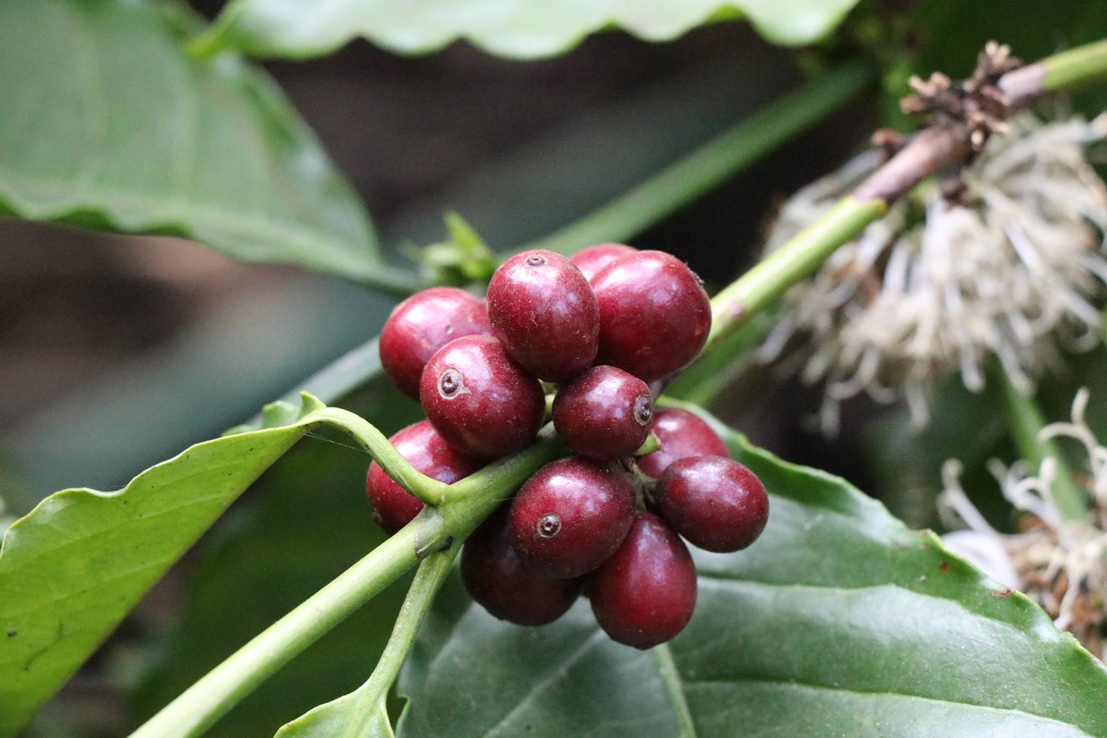 Kerrala montagnes (25)