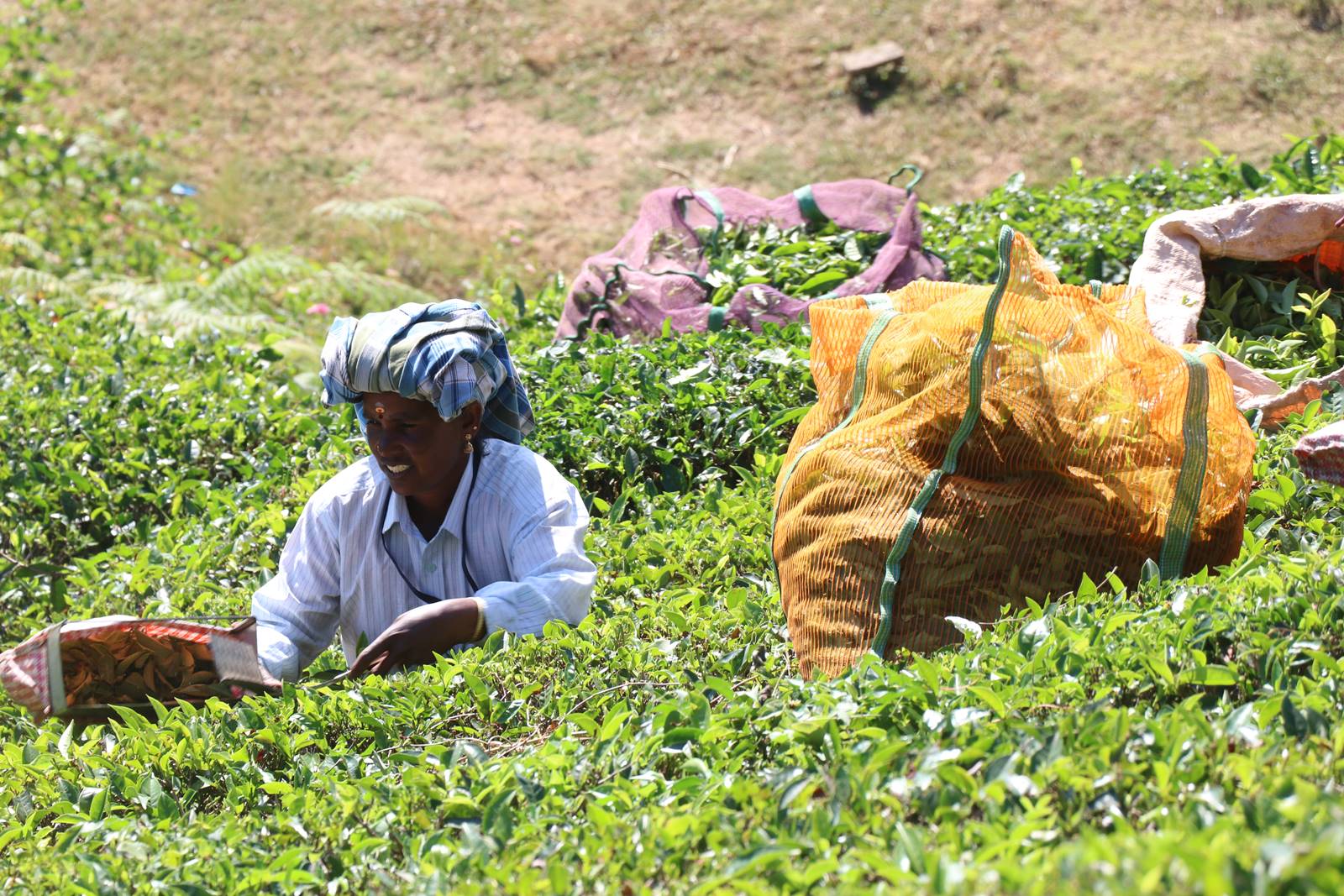 Kerrala montagnes (39)