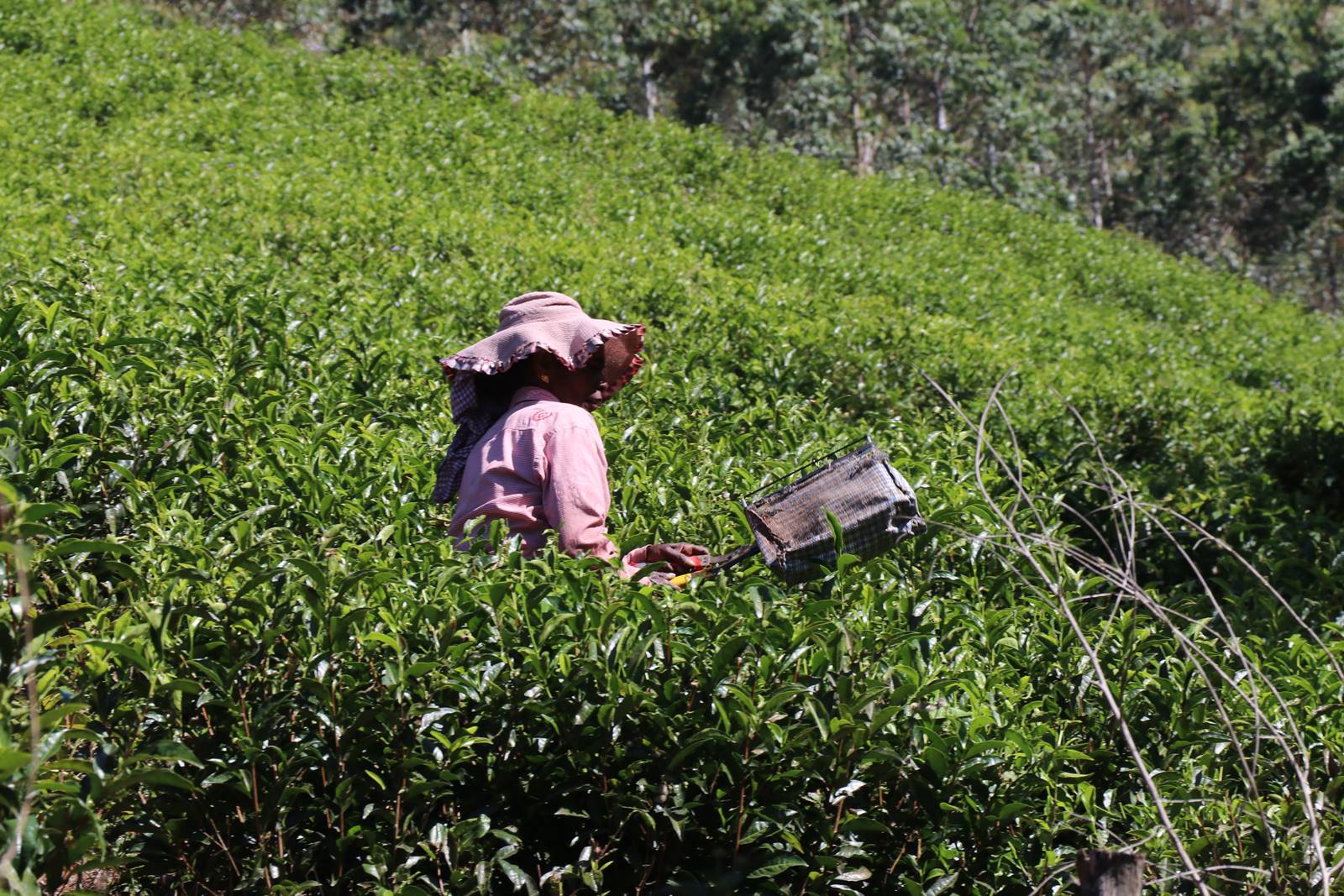 Kerrala montagnes (40)