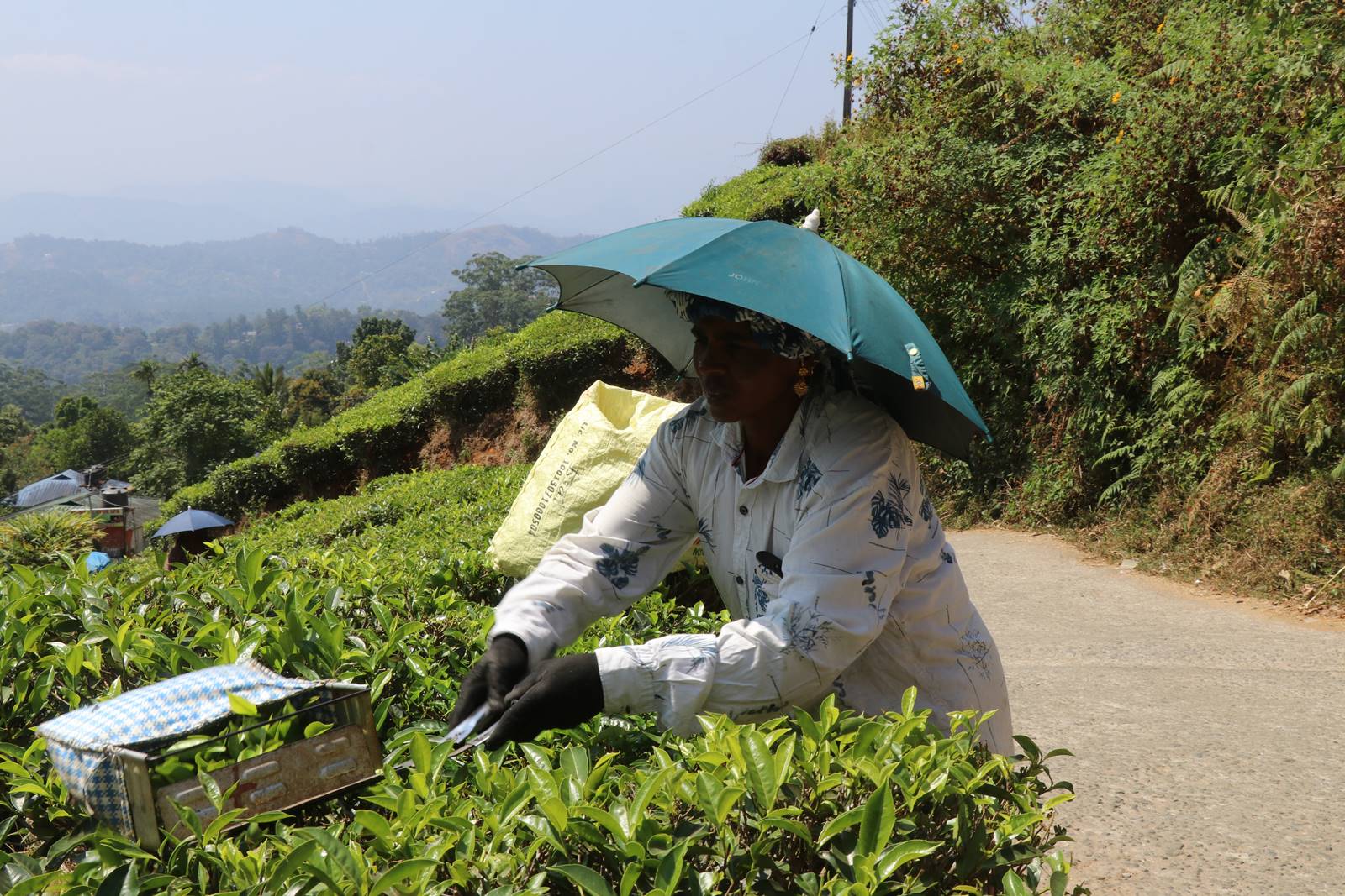 Kerrala montagnes (42)