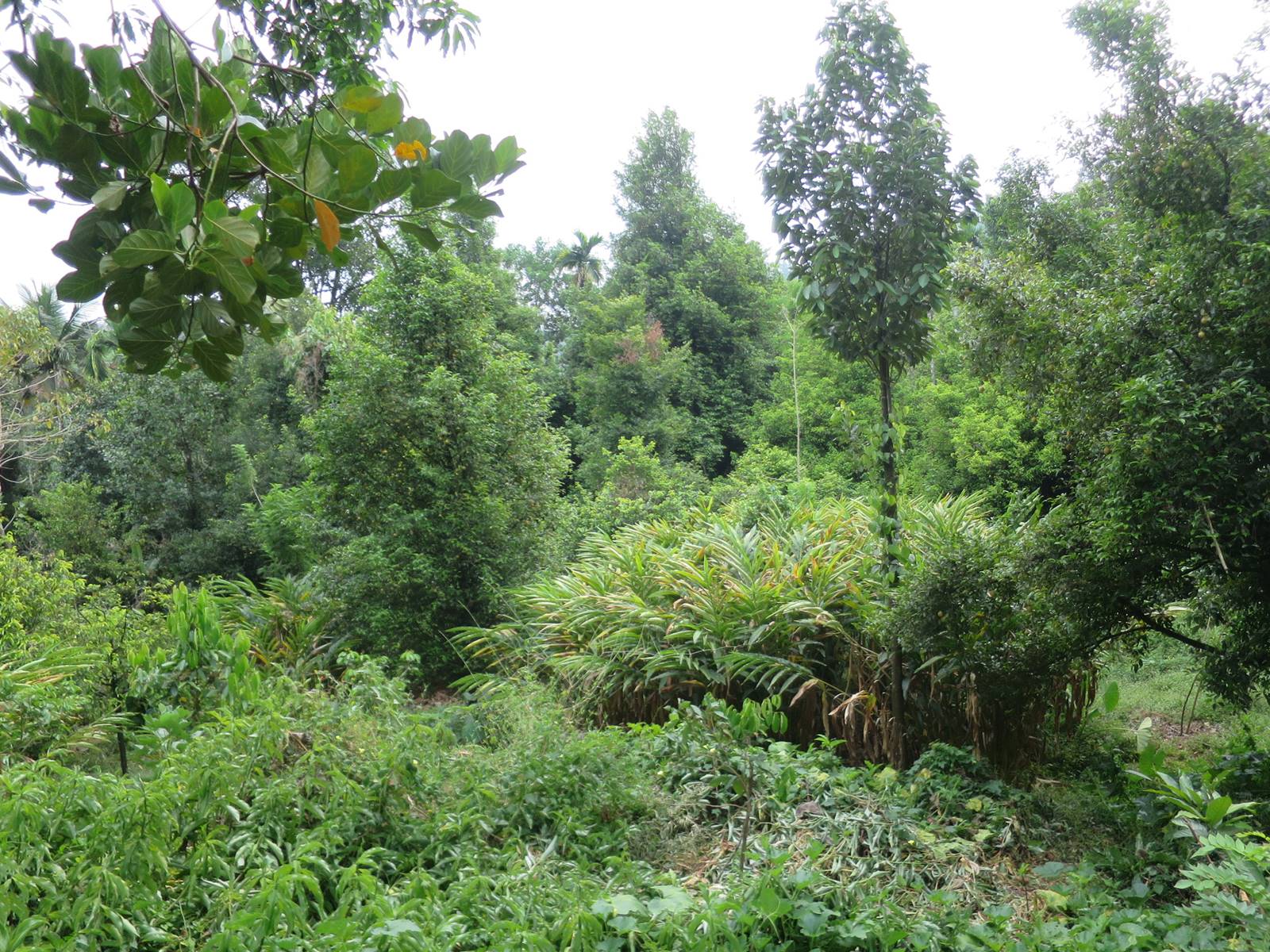 Kerrala montagnes (48)