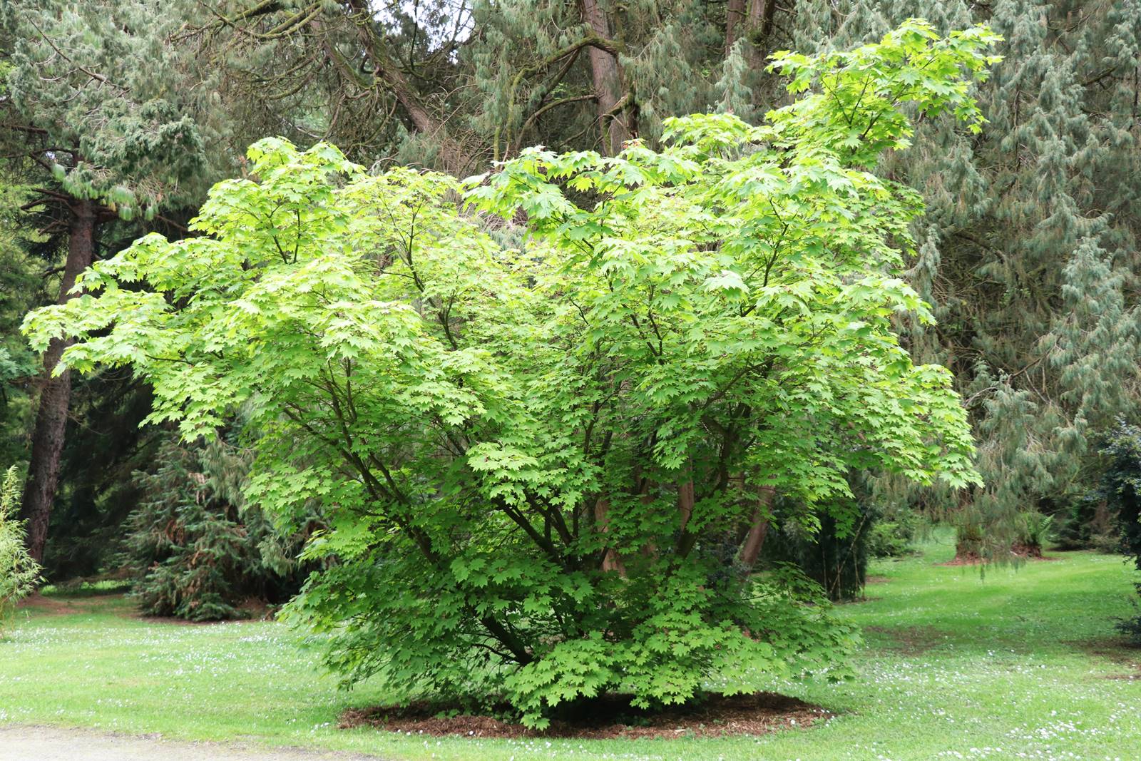 Acer japonicum Vitifolium (2) Acer japonicum Vitifolium (2)