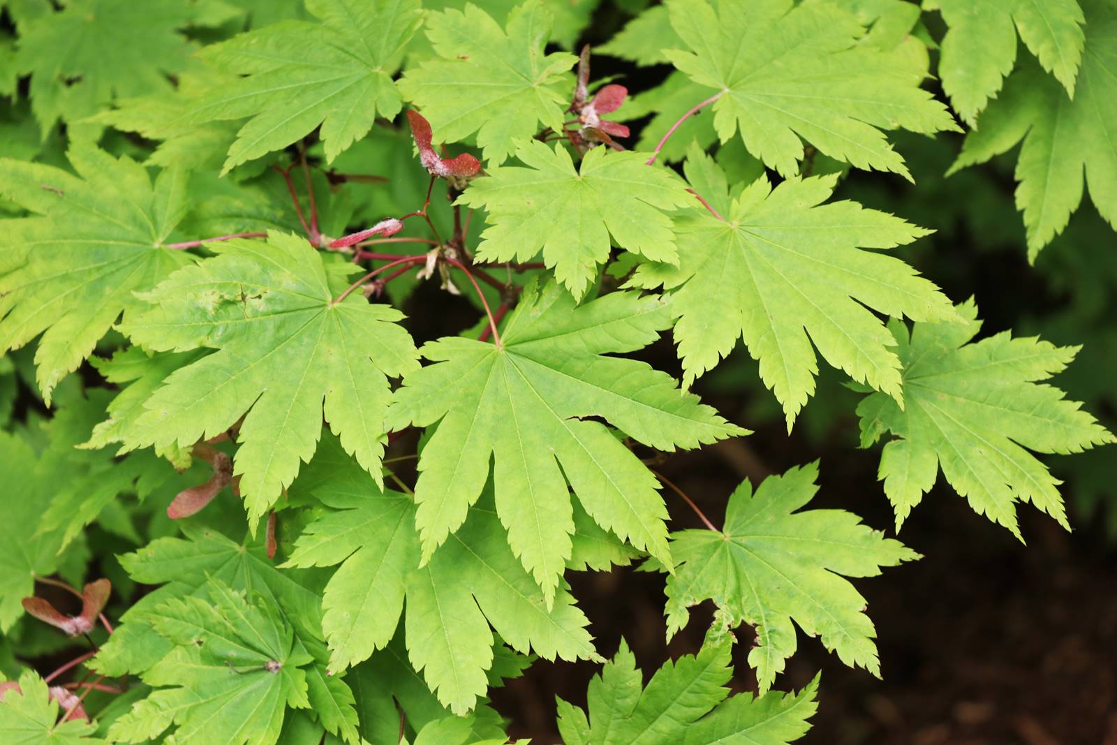 Acer japonicum Vitifolium (3) Acer japonicum Vitifolium (3)