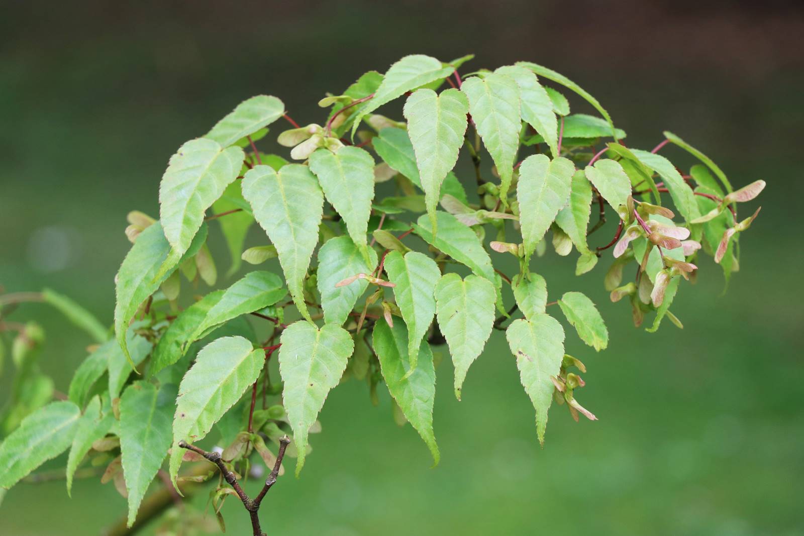 Acer kawakamii Acer kawakamii