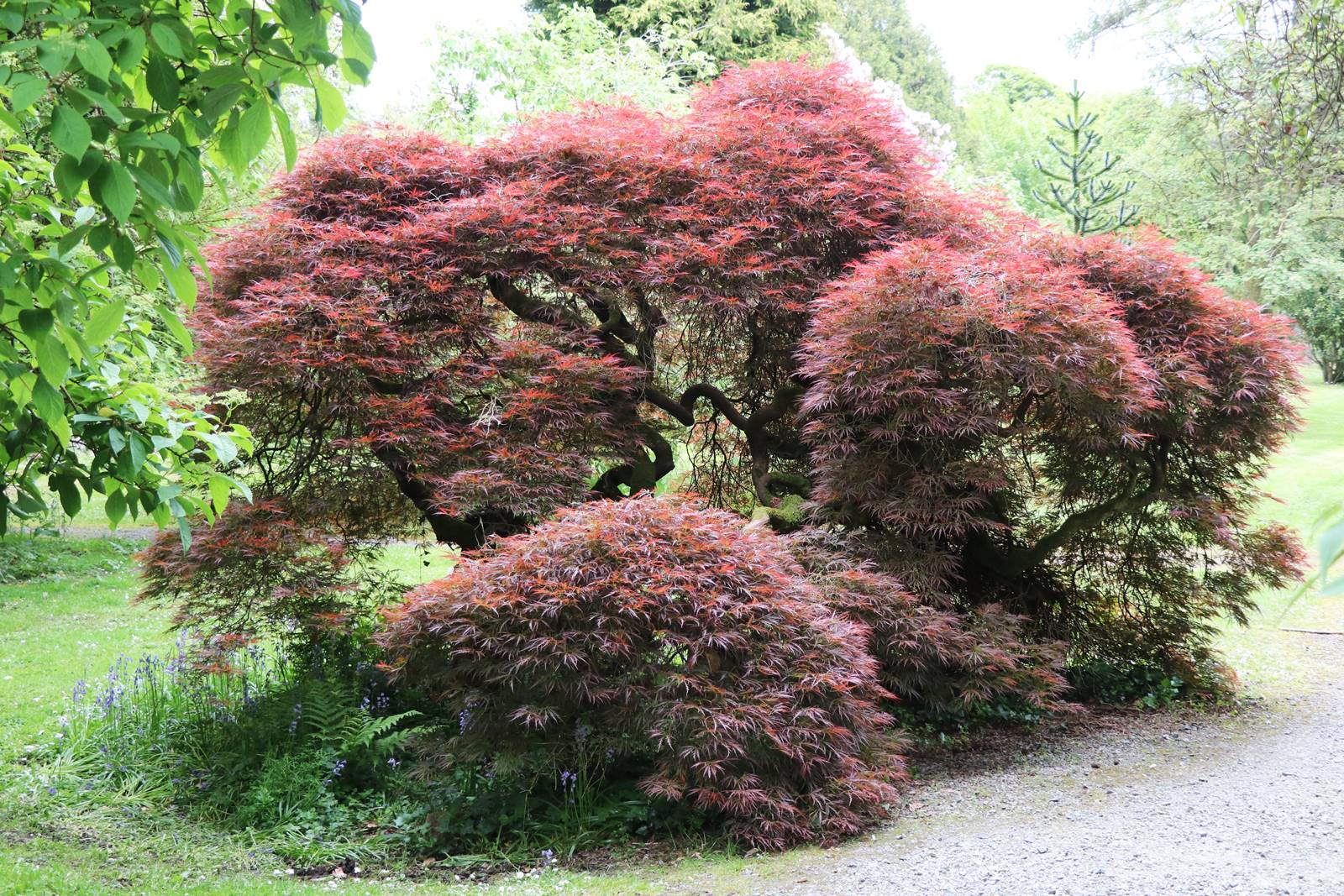 Acer palmatum Dissectum Atropureum (1) Acer palmatum Dissectum Atropureum (1)