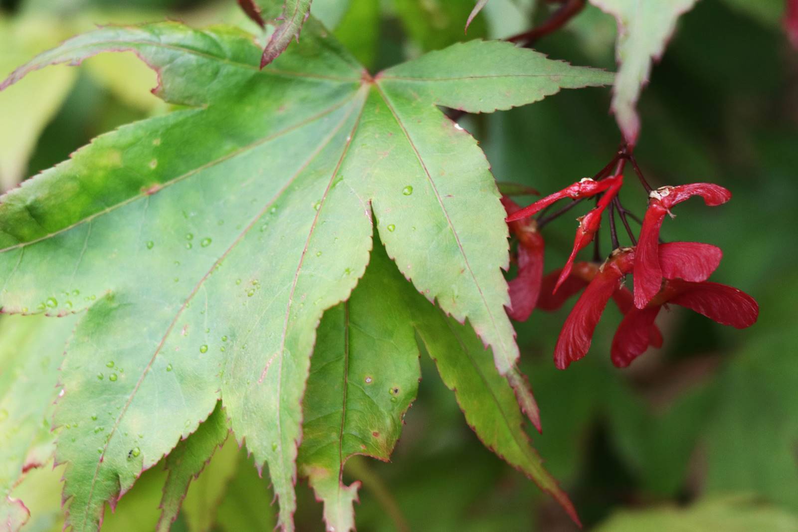 Acer palmatum var coreanum Acer palmatum var coreanum