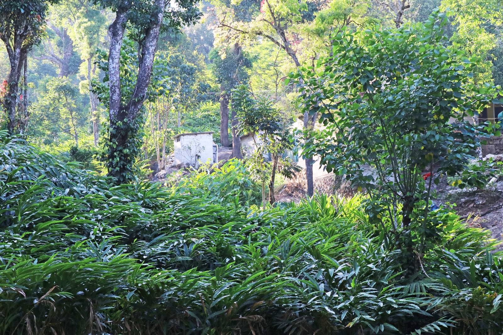 Cardamom Elettaria cardamomum (1) Cardamom Elettaria cardamomum (1)