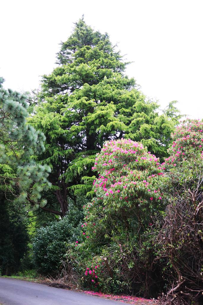 Castelwellan Arboretum (13) Castelwellan Arboretum (13)