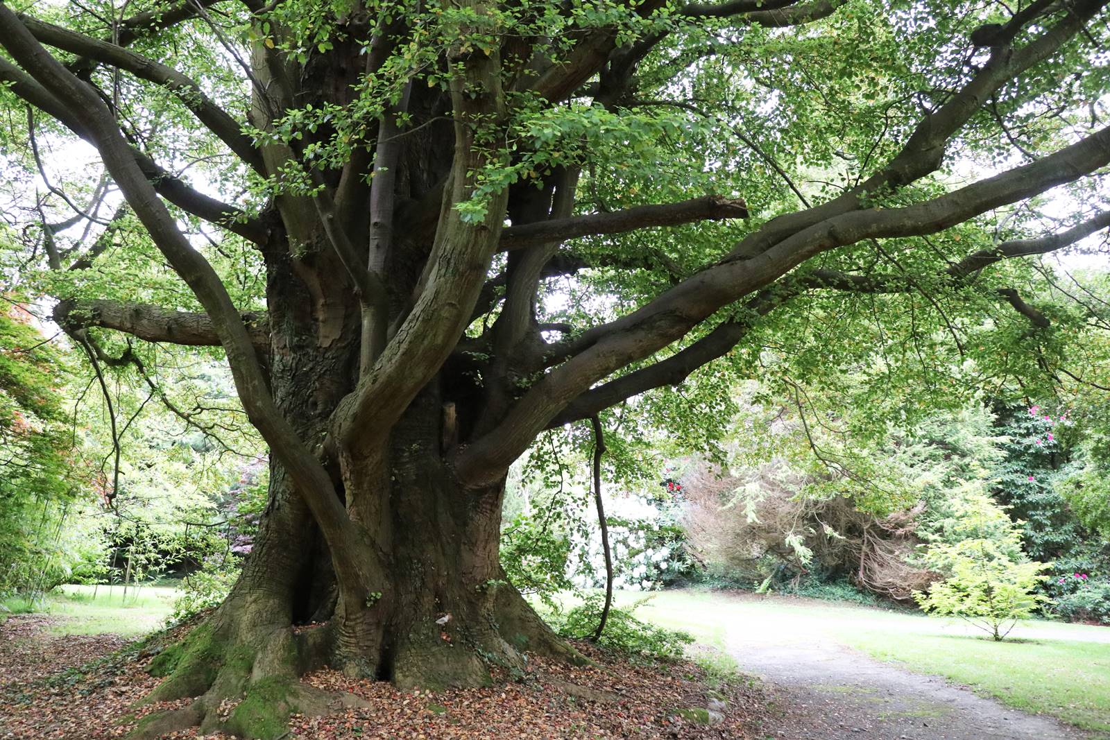 Castelwellan Arboretum (16) Castelwellan Arboretum (16)