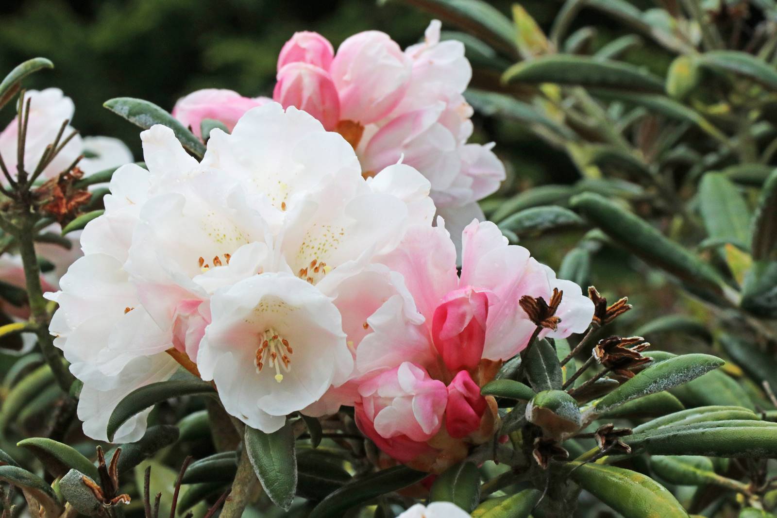 Castelwellan Arboretum (22) Castelwellan Arboretum (22)