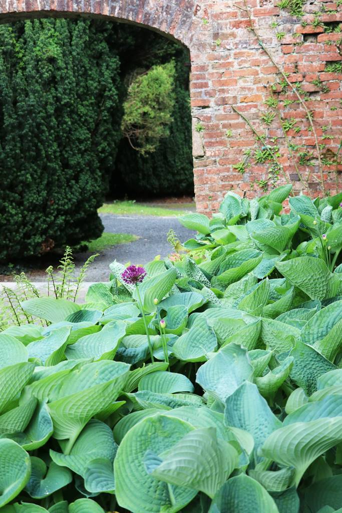 Castelwellan Arboretum (25) Castelwellan Arboretum (25)