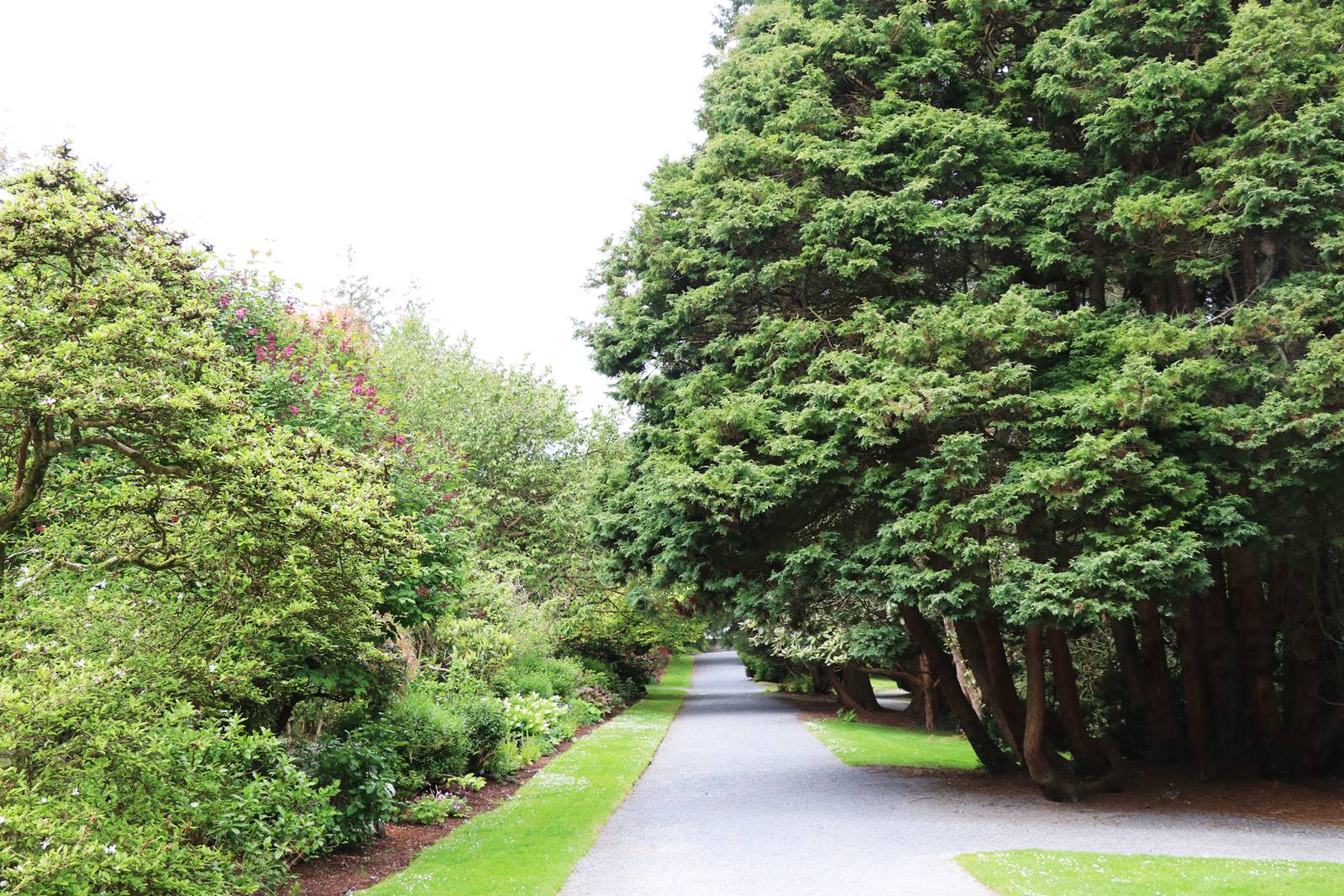 Castelwellan Arboretum (5) Castelwellan Arboretum (5)